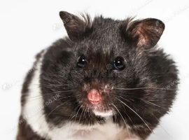 Female hamster