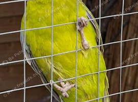 Yellow and red male kakarikie
