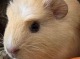 Beautiful Guinea pig