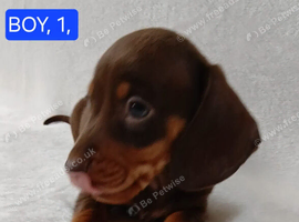 PRA, HEALTH CHECKED, ADORABLE MINIATURE DASHSHOUNDS