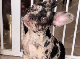 2 pups left