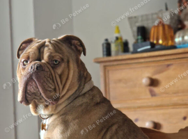 Rodney Olde English Bulldogge
