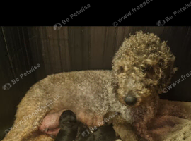 Bedlington Terrier pups for sale
