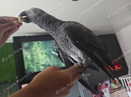 Beautiful tame african grey
