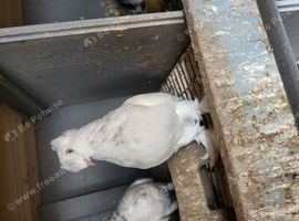 Pigeon for sale
