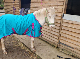 Shetland/Dartmoor 10.3hh Gelding Lead Pony