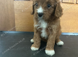 CAVAPOO PUPS F1 REDS PARANTS DNA TESTED