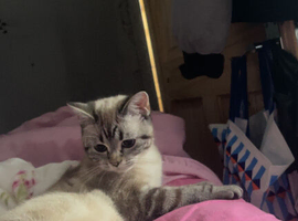 Female Persian kitten