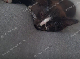 Fluffy kitten for sale