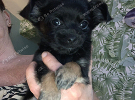 Apple head chihuahua males puppy s