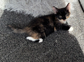 Moggy 13 week old kitten