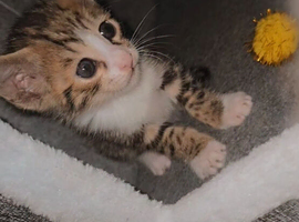 ONE MALE SAVANNAH BENGAL HYBRID KITTEN LEFT