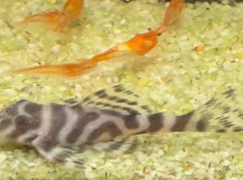 L236 pleco babies 2/3cms