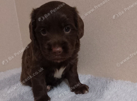 Cocker spaniels last two females