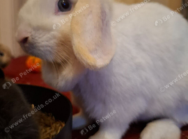 18months blue eyed white female