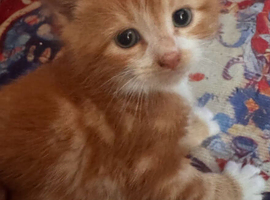 Ginger Shorthair for sale &pound;100