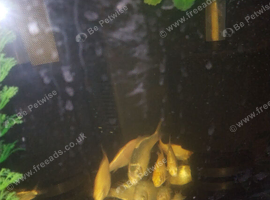 Koi fry 12 weeks old