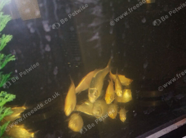 Koi fry for sale