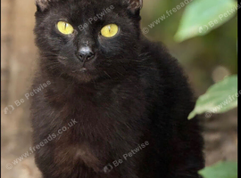 Gorgeous very friendly black cat