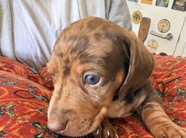 Beautiful dachshund pups