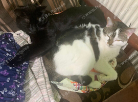 Cat for sale