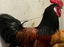 Vorwerk cockerel