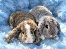 Last baby mini lop
