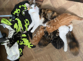 Lovely kittens