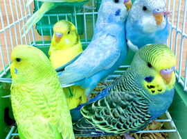 Beautiful Baby Budgies .& Cages Various. Mutations