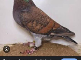 Bronze racing pigeons