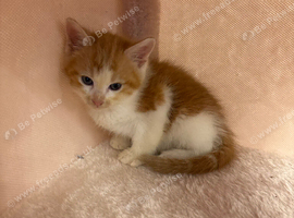 Ragdoll x &pound;60