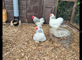 5. 2 week old pekin chicks &pound;20 for all 5