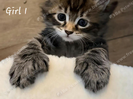 MAINCOON KITTENS