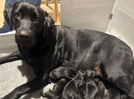 KC Registered Black Labrador Puppies For Sale