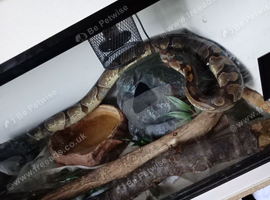 Ballpython with 4ft by 2ft by 2 ft viv