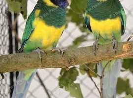Port Lincoln Ringnecks