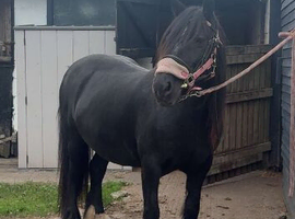 Beautiful super safe mare
