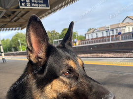 5 year old German Shepard