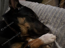 Mixed breed little dog