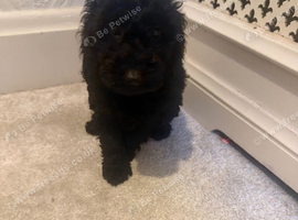 Miniature Labradoodle