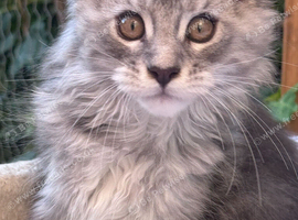 Amazing Maine Coon Kitten's from the Grand Champion Line