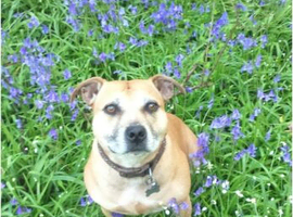 Looking for a pure staffy, 9 months + preferably a girl in Ruislip up to &pound;1000