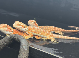 Hypo baby Bearded Dragons