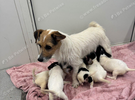 Jack Russell puppies