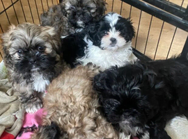 Healthy, Home-Raised Shih Tzu Puppies Available