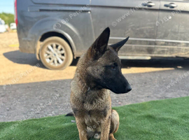 Belgian malanois 8 month