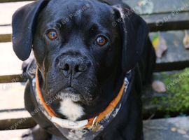 French bulldog cross American springer spaniel