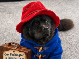 Female chow chow