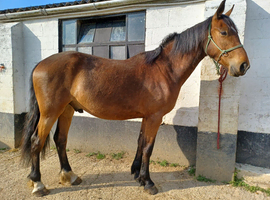 16hh 3 Year old Gelding TB x WB x Friesian