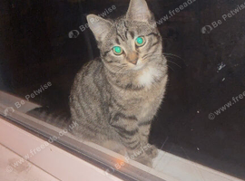 Kitten female